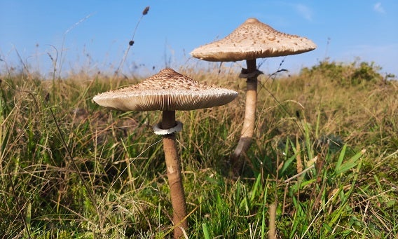 Waterwingebied Middel- en Oostduinen