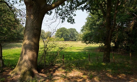 Graslanden in het waterwingebied Halsteren