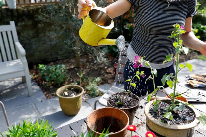 A close up image of a person watering potted plants with a yellow watering can