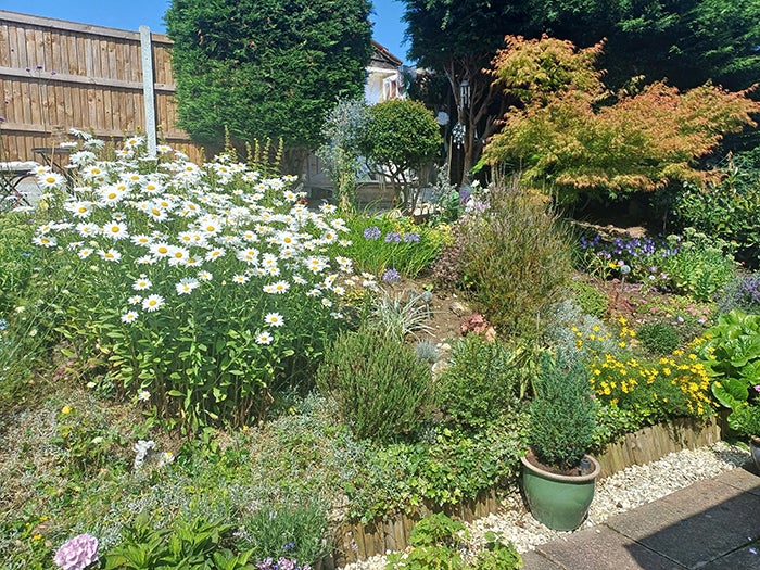 A pretty raised bed in a sunny garden full of daisies and other plants