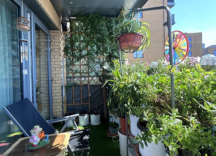 A variety of potted plants and hanging baskets on a sunny balcony