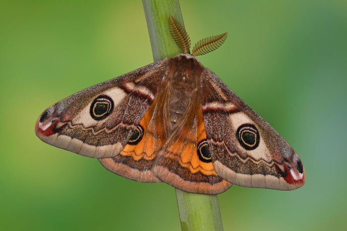 A close up shot of a moth sitting on a blade of grass