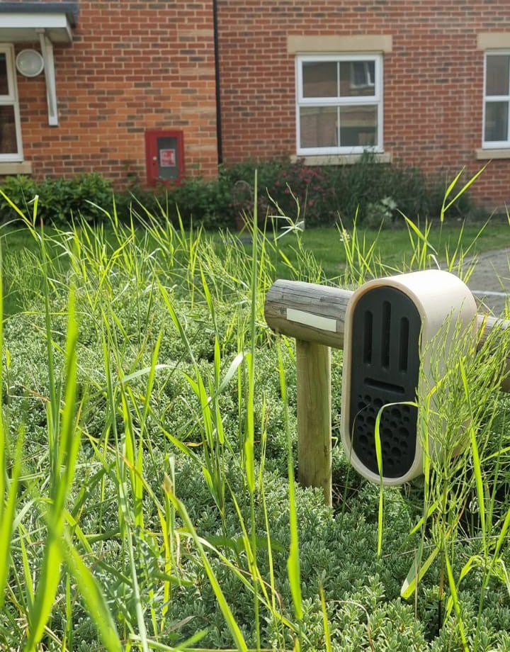 Close up of a variety of grasses outside a house