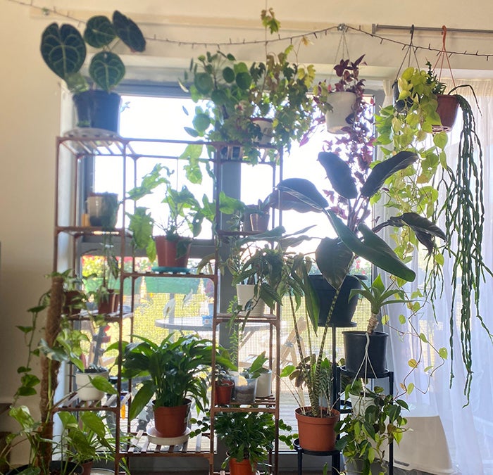 A variety of potted plants arranged nicely on shelves in an apartment