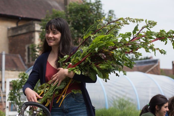 A person holding a bunch of rhubarb