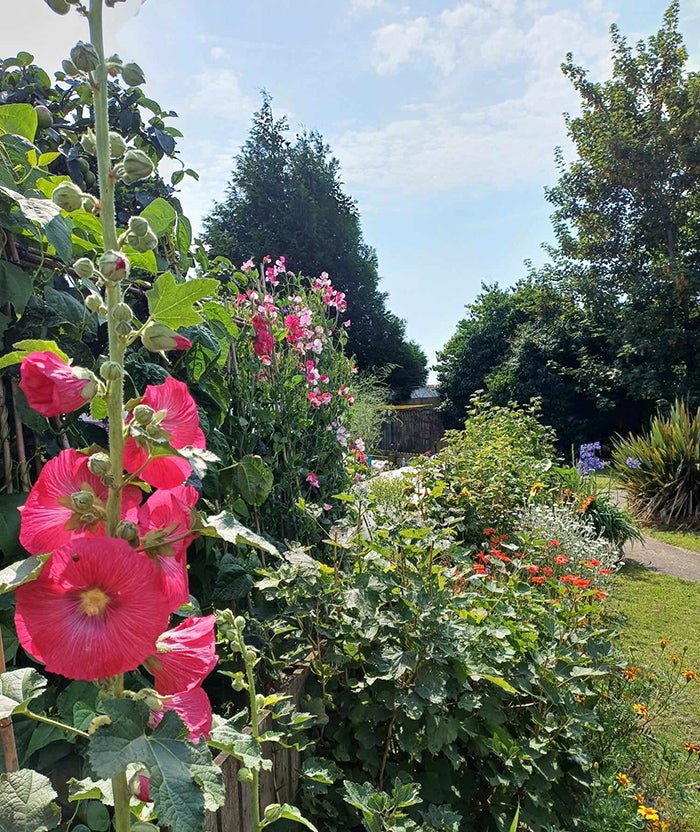 A pretty garden full of colourful plants and flowers on a sunny day