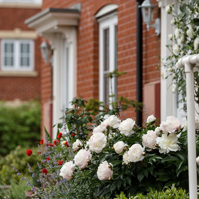 Flowers outside a house