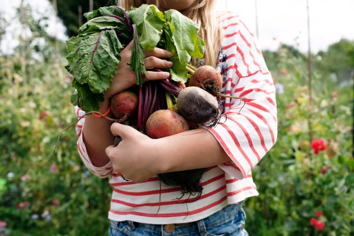 Person holding beetroot plants that she's just dug up from a vegetable garden