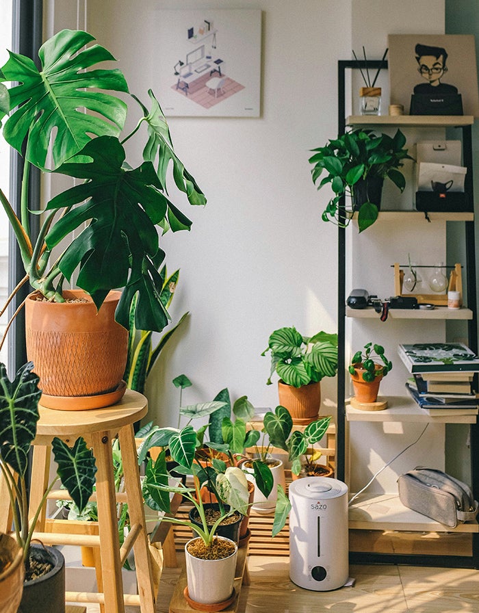 A variety of indoor potted plants in a modern lounge