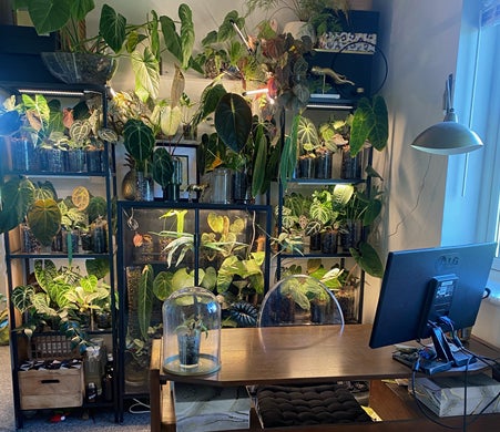 A variety of potted plants arranged nicely on shelves in a home office