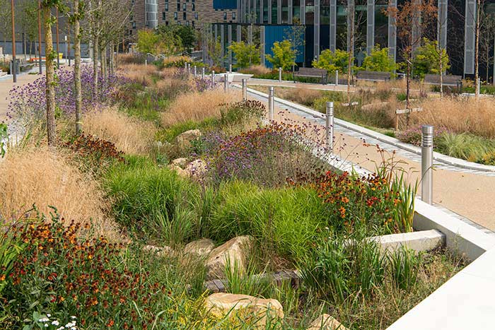 Rain gardens