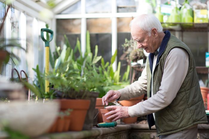 An older man planting in a greenhouse 