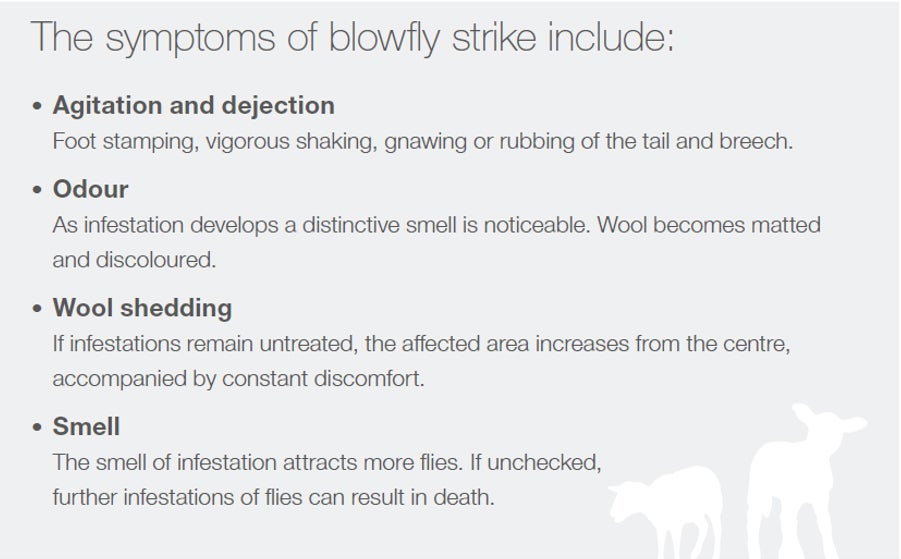 symptoms of blowflystrike