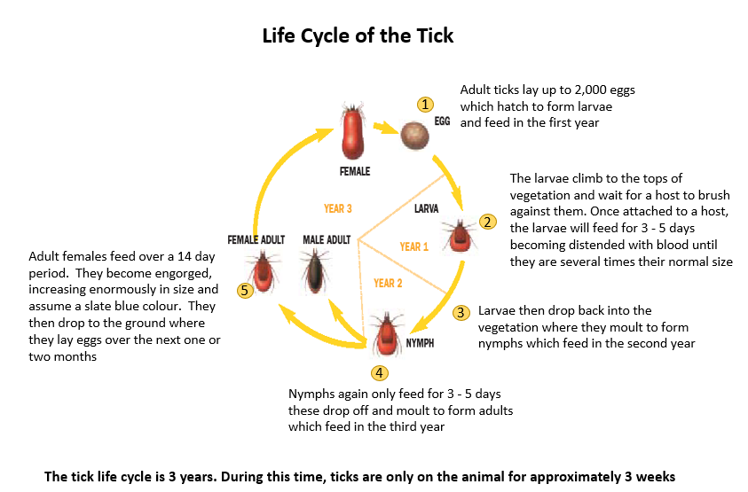 Tick life cycle