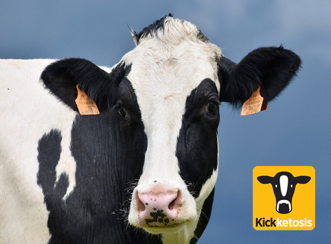 Dairy cow kick ketosis