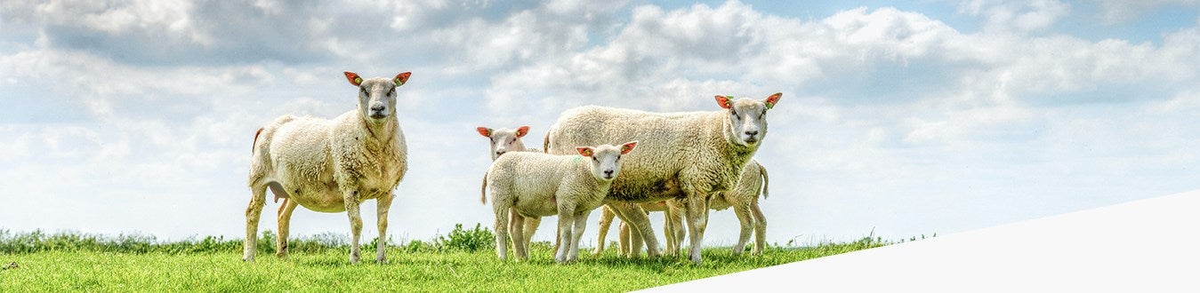 Ewes and lambs banner carousel image