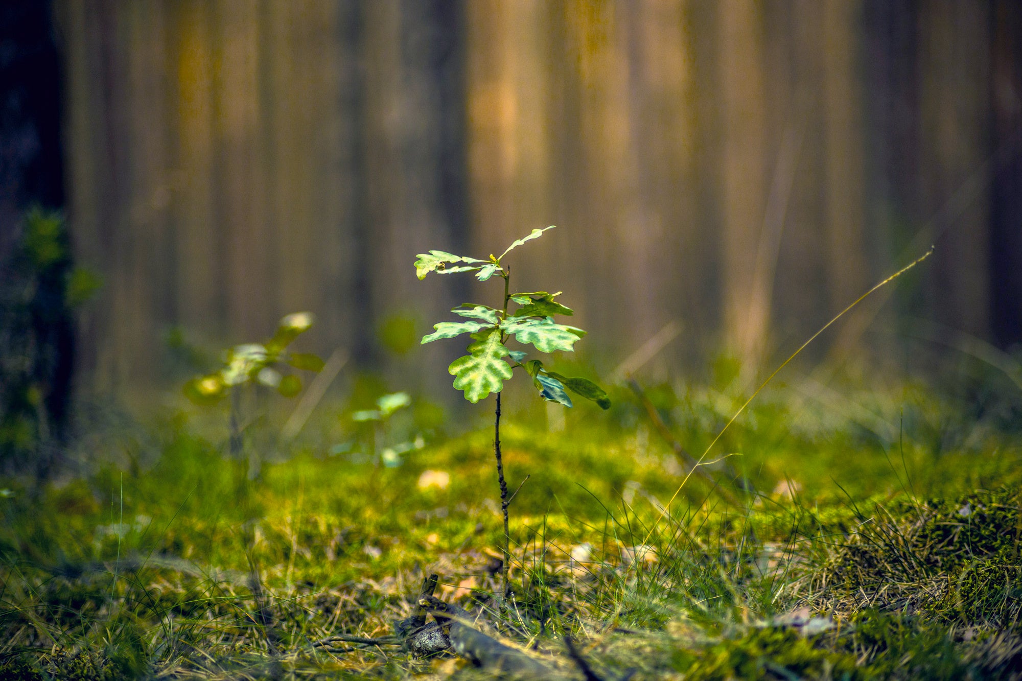 picture alternative text