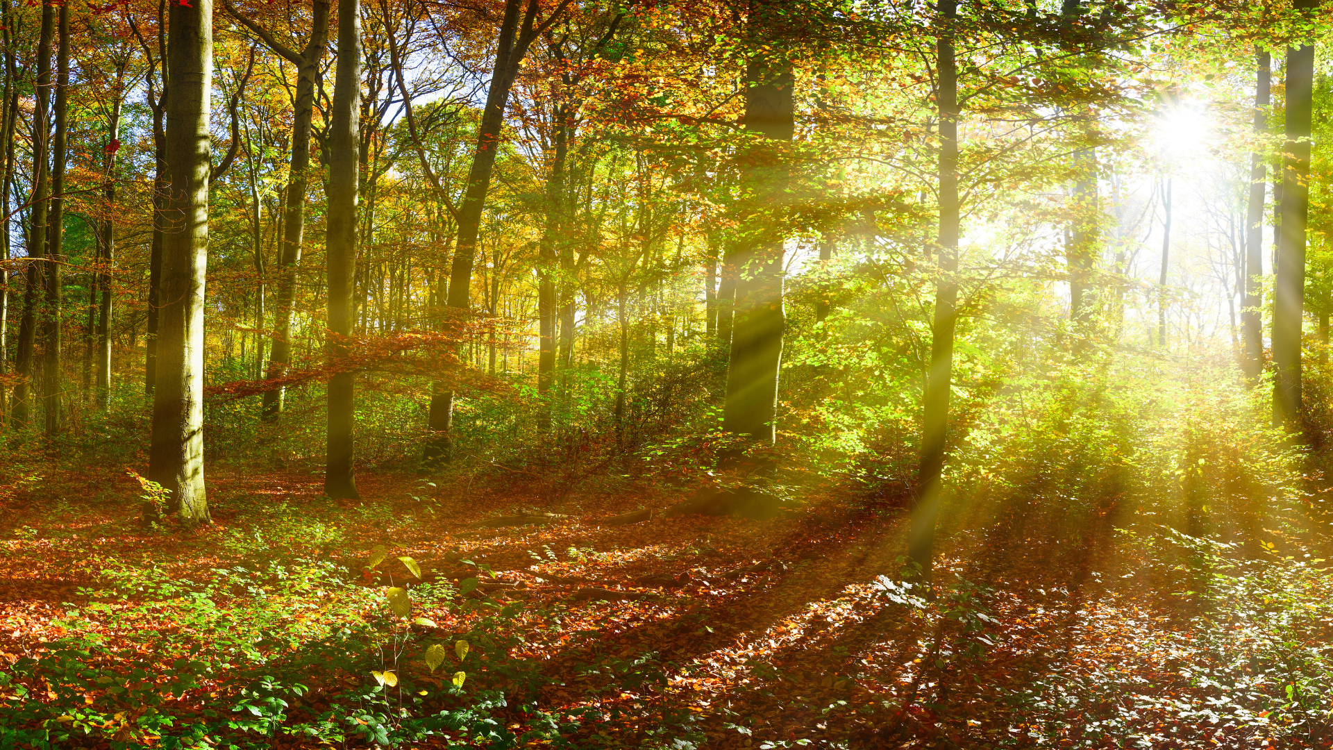 Decospan_sustainable_forests