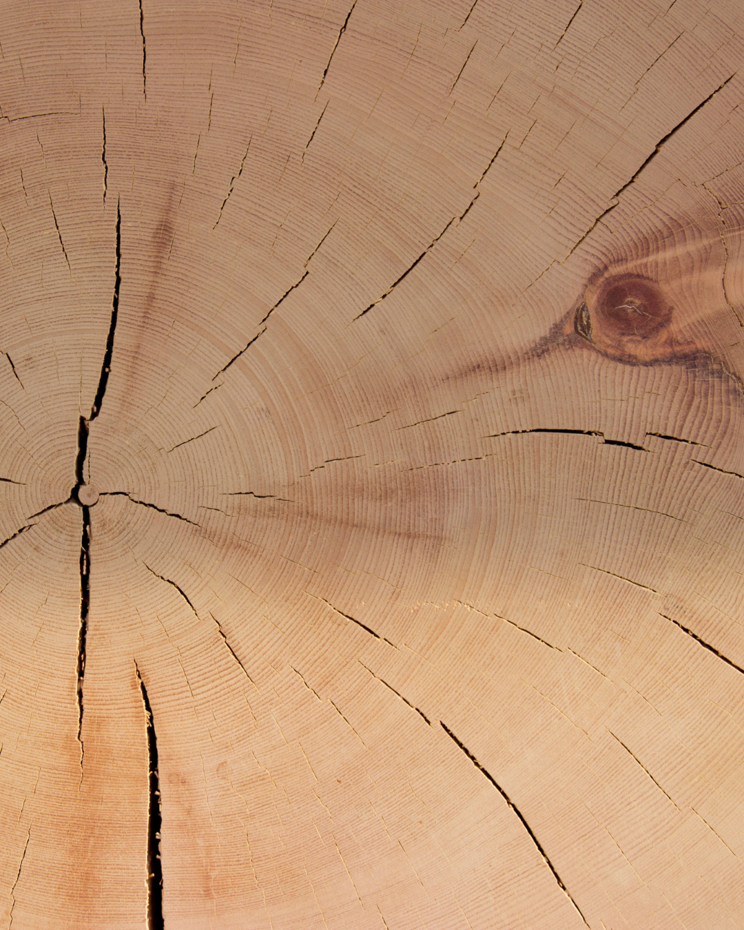 picture alternative text