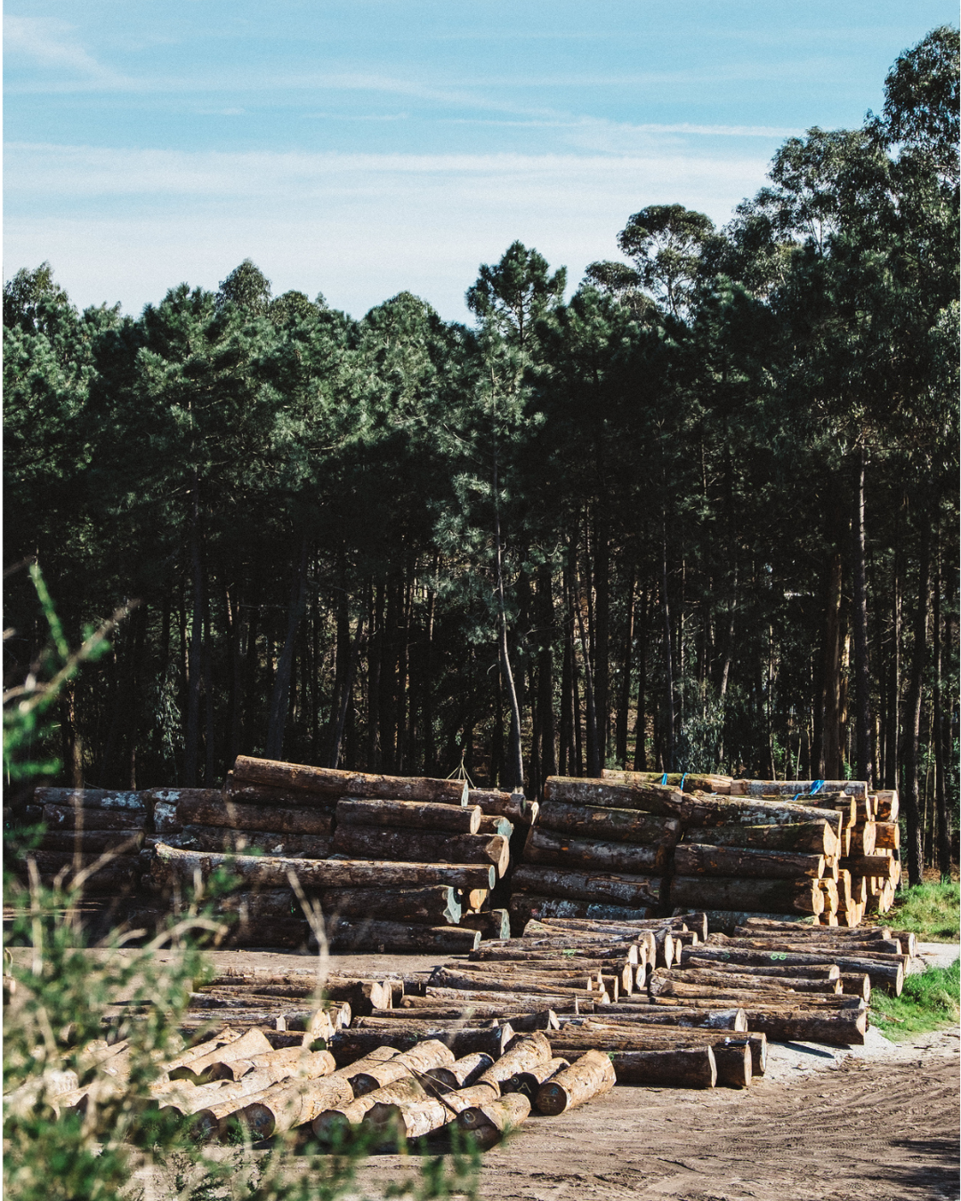 picture alternative text