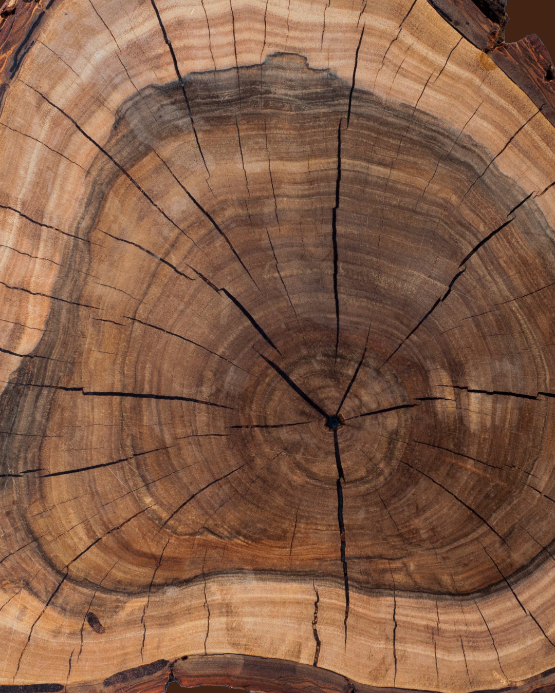 Nuxe_unrivalled_diversity