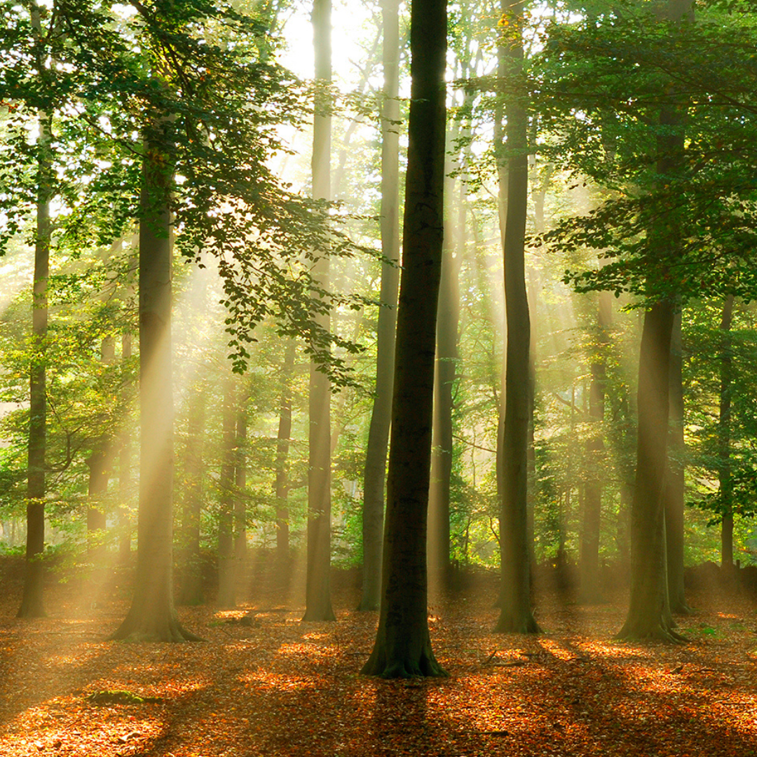 Decospan_sustainable_forests