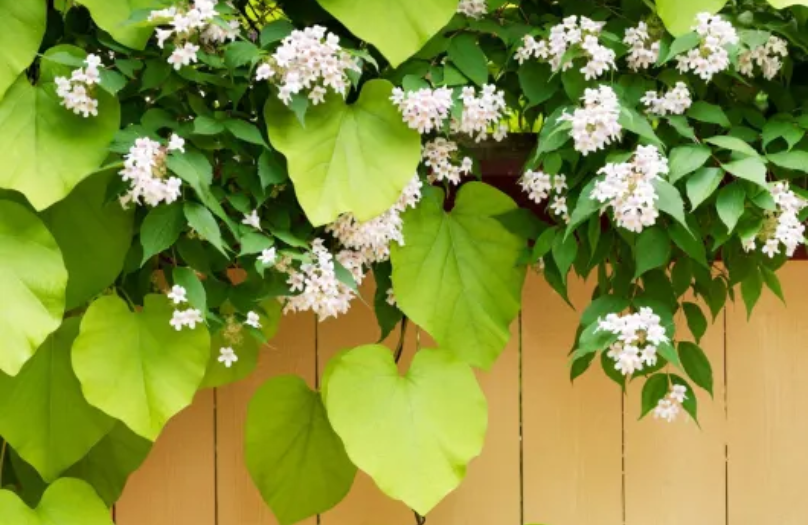 Gult staket målat med Alcro Fönsterfärg