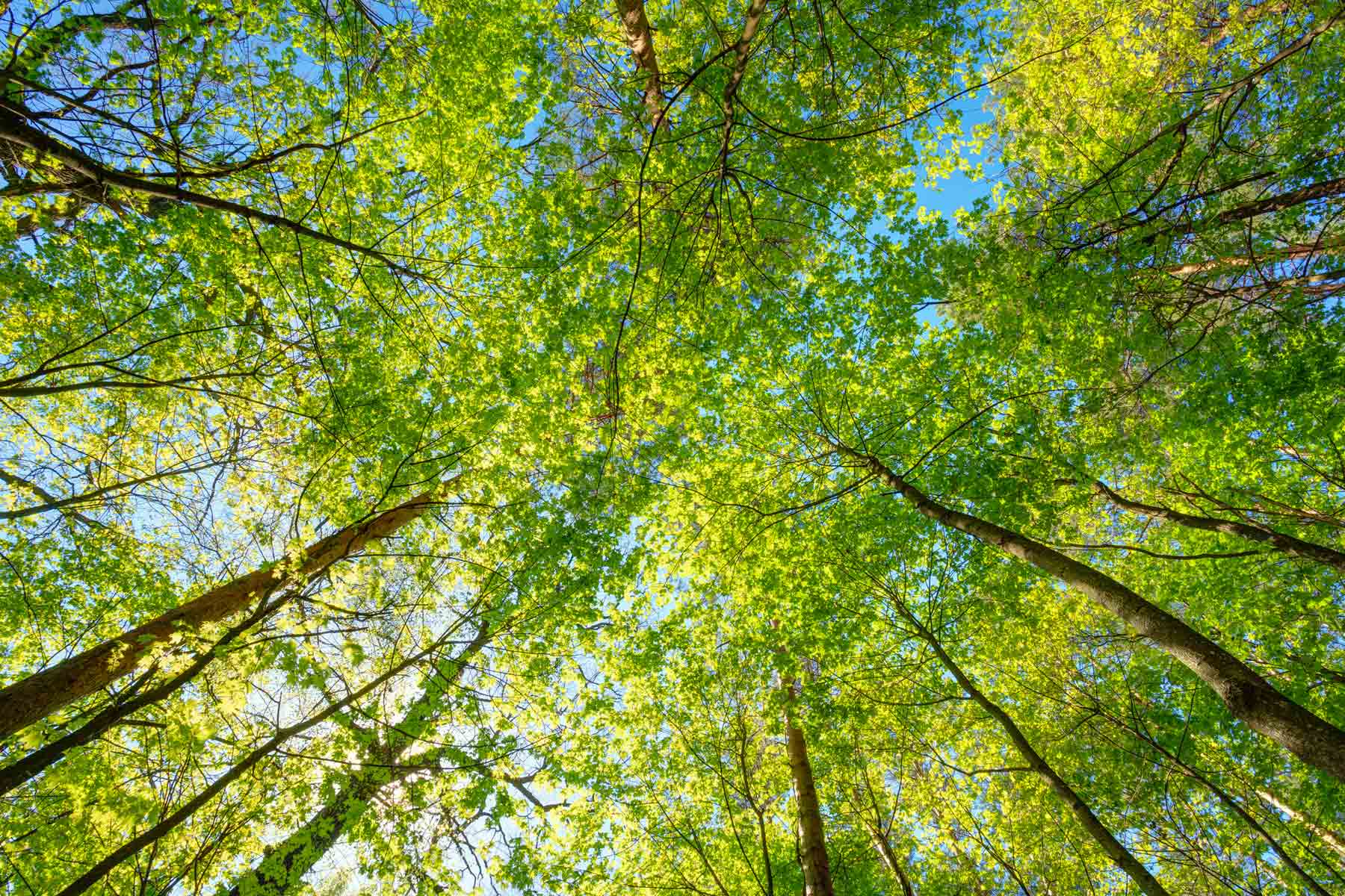 Environmental Policy