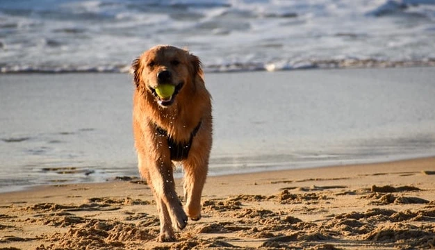 dog-play-ball-beach-summer