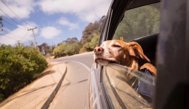 dog-travel-summer-car