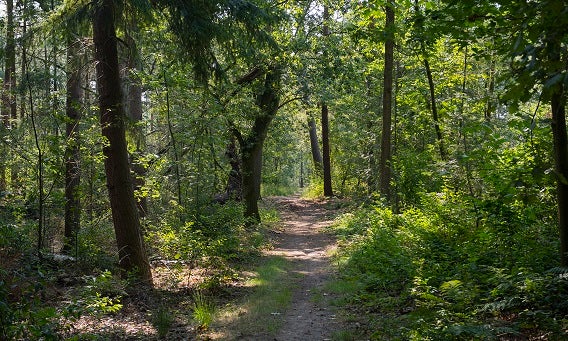 Eiken en grove dennen in Ossendrecht