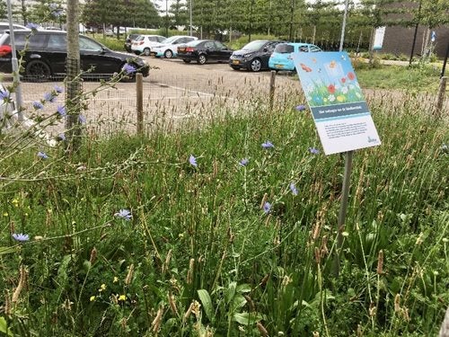 Grasveld met bloemen op het bedrijfsterrein van Evides Waterbedrijf