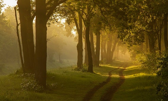 Waardevolle natuur in Oost-Zeeuws Vlaanderen.