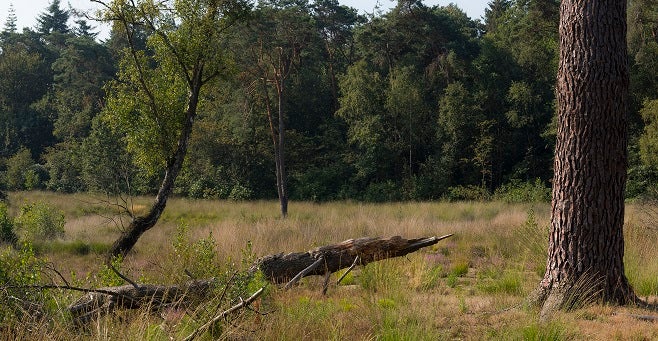 Waterwingebied Ossendrecht.