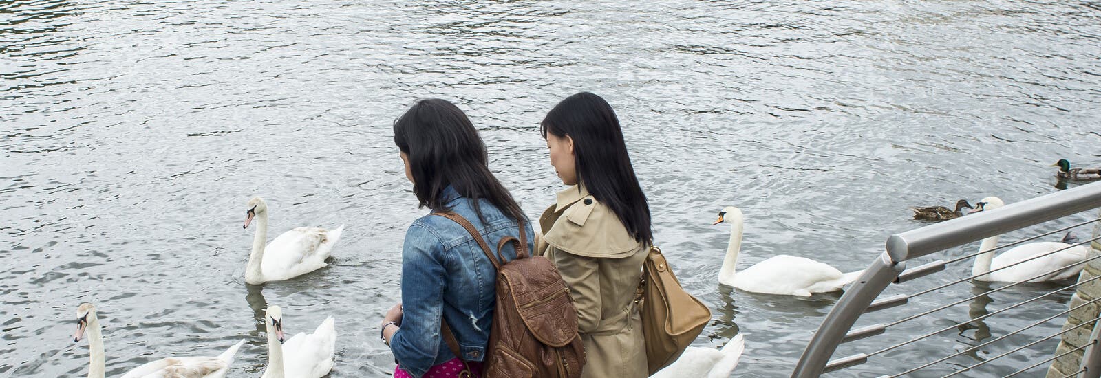Two students looking at swans