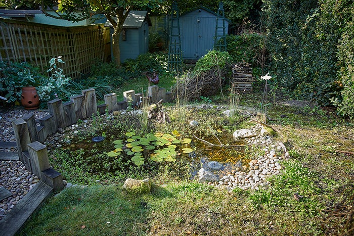 A lovely garden pond, filled with lily pads and pond weed.