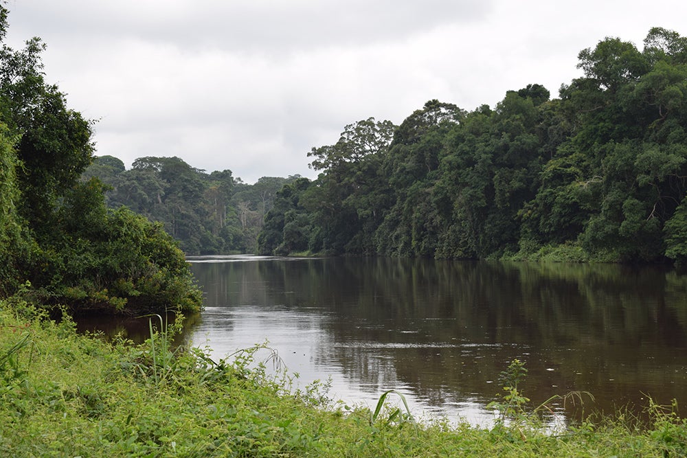The Dja River, south of the Dja Faunal Reserve in Cameroon.