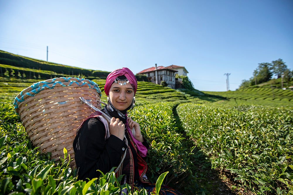 Turkish woman picking tea leaves. Credit: Shutterstock.