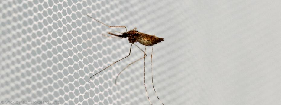 Mosquito on netting.