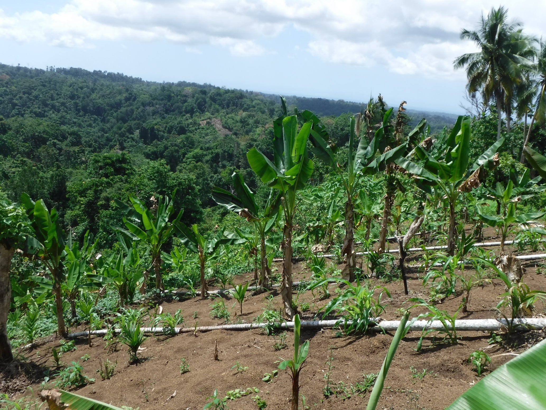 A food garden in Ohu, Papua New Guinea. The vast majority of people in Papua New Guinea rely on their garden for their daily food and income. Credit: Mirjam Hazenbosch.