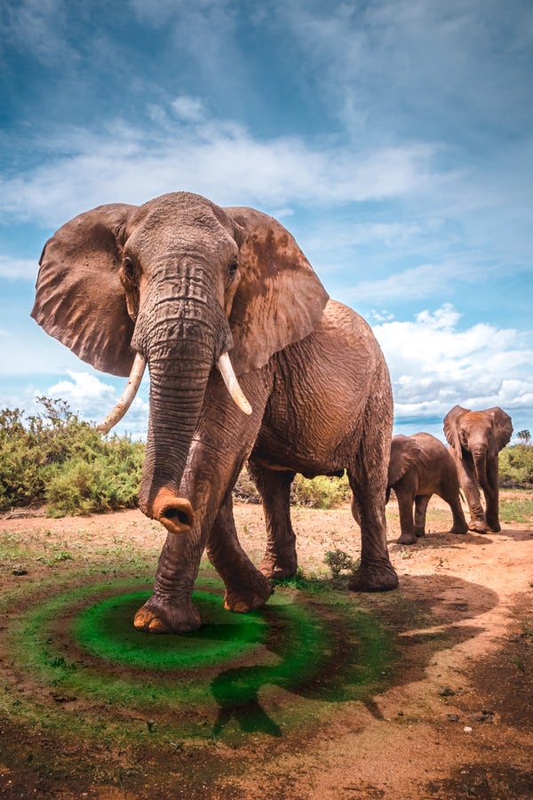 Listening to elephant footsteps in Kenya University of Oxford Global Map