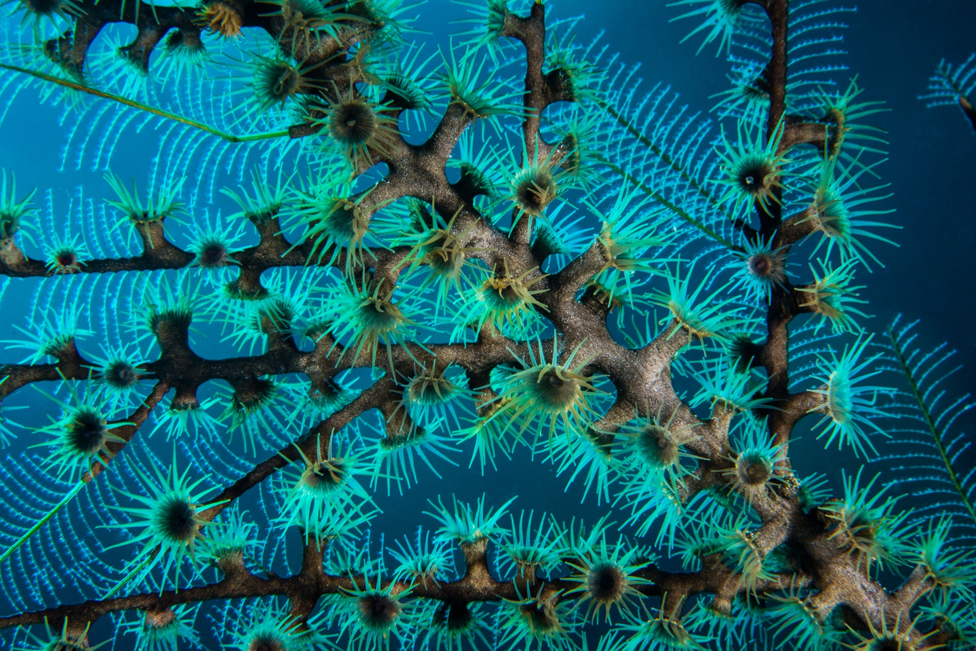 Mesophotic Coral Ecosystems (photo: Ally McDowell)