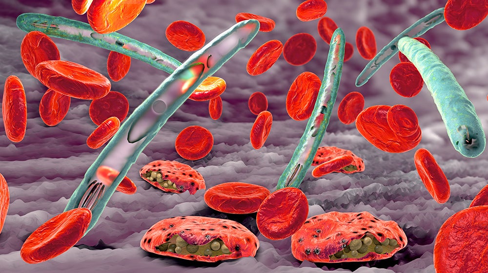 Malaria pathogen illustration. Credit: Shutterstock.