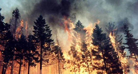 Incendi boschivi