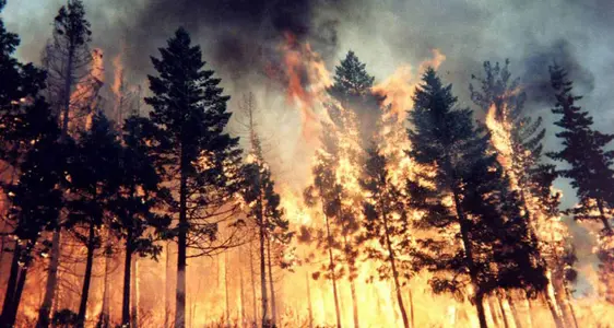 Waldbrände