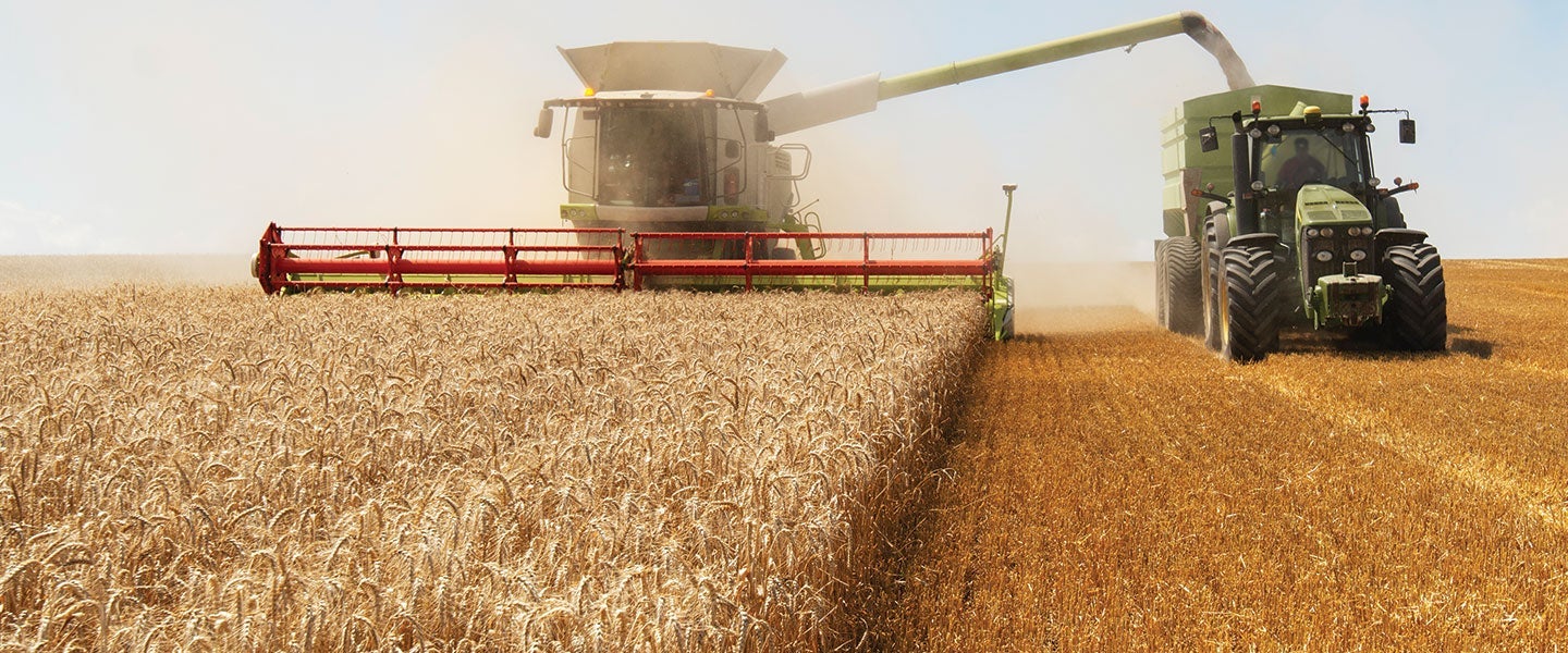 Combine harvester and tractor working in a golden wheat field during harvest season under a clear sky