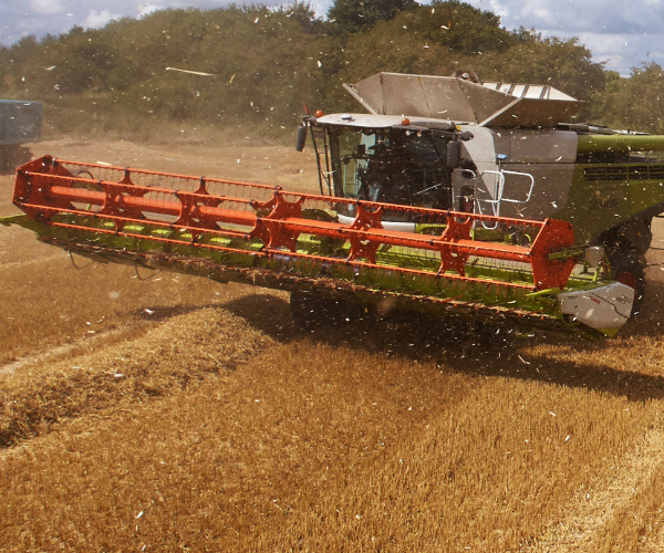 Harvester completing the harvest in a grain field