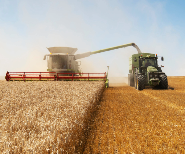 Harvester completing the harvest of a grain feed moving the grain into a green truck