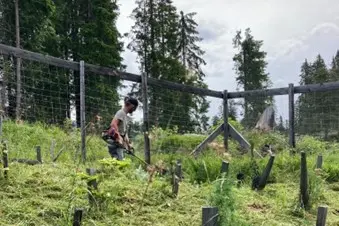 Sfalcatura delle rinnovazioni