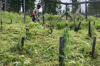 Sfalcatura delle rinnovazioni